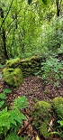 Plants: image 62 Of 208 Thumb